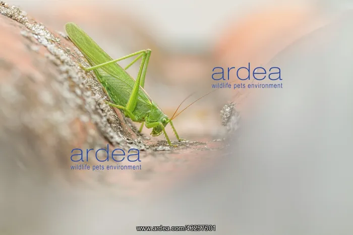 : Great Green Bush-Cricket - adult female on a roof : Great Green Bush-Cricket - adult female on a roof