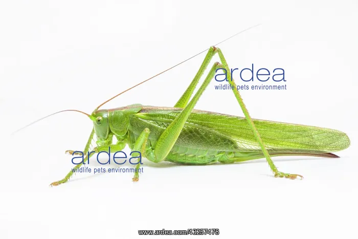 : Great Green Bush-Cricket - adult female over white : Great Green Bush-Cricket - adult female over white