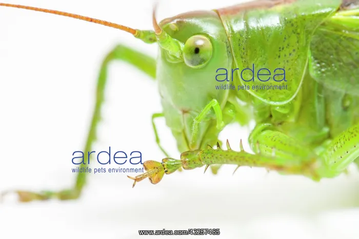 : Great Green Bush-Cricket - adult female over white : Great Green Bush-Cricket - adult female over white