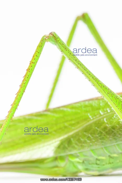 : Great Green Bush-Cricket - adult female over white : Great Green Bush-Cricket - adult female over white