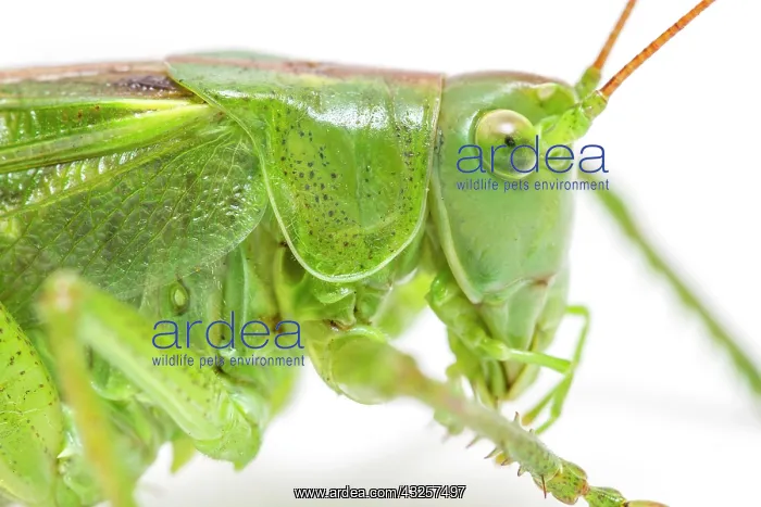 : Great Green Bush-Cricket - adult female over white : Great Green Bush-Cricket - adult female over white