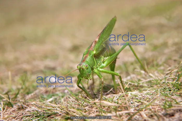 : Great Green Bush Cricket - egg laying : Great Green Bush Cricket - egg laying