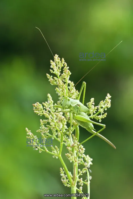  : Great Green Bush Cricket - Immature female