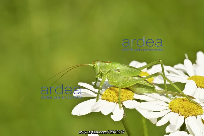 : Great Green Bush Cricket - Immature female - resting : Great Green Bush Cricket - Immature female - resting