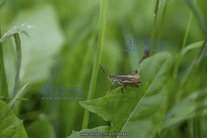 : Great green bush cricket (locusta) : Great green bush cricket (locusta)