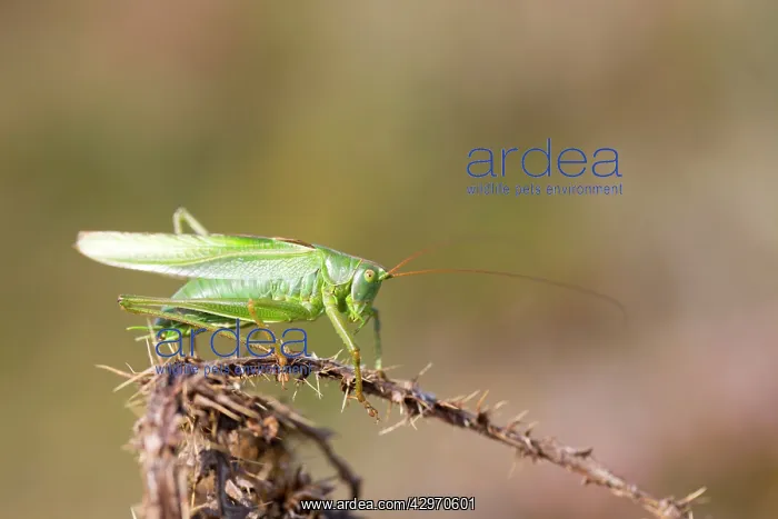 : Great Green Bush Cricket - Male : Great Green Bush Cricket - Male