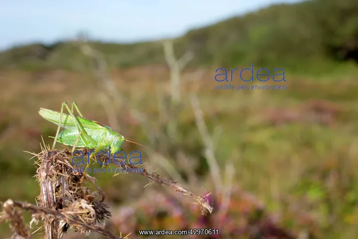 : Great Green Bush Cricket - Male : Great Green Bush Cricket - Male