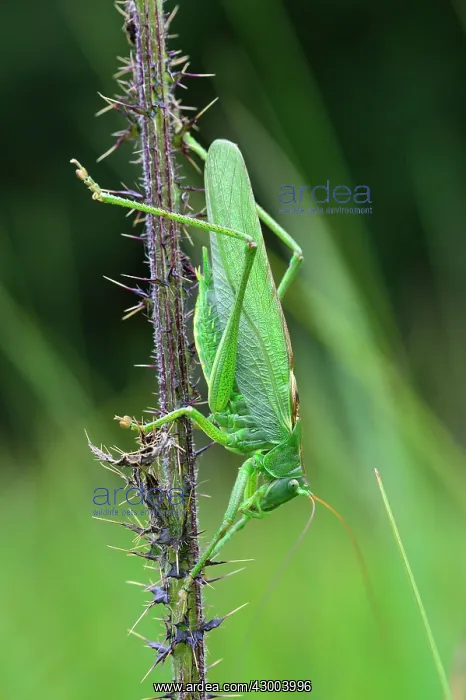 : Great Green Bush-Cricket male : Great Green Bush-Cricket male