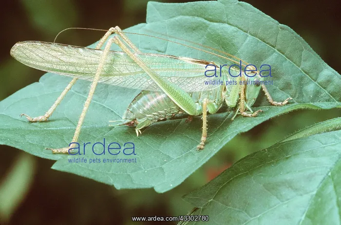 : GREAT GREEN BUSH-CRICKET - Male : GREAT GREEN BUSH-CRICKET - Male