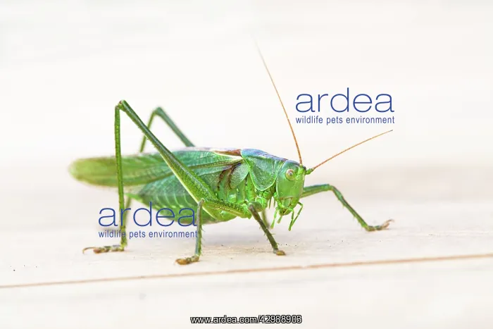 : Great Green Bush Cricket - male on Sedum - Summer : Great Green Bush Cricket - male on Sedum - Summer