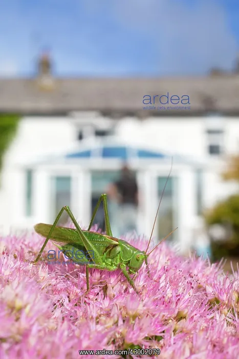 : Great Green Bush Cricket on Sedum in summer - UK : Great Green Bush Cricket on Sedum in summer - UK