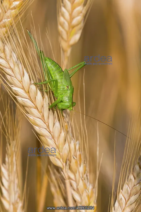  : Great green bush cricket, sitting amongst crop of