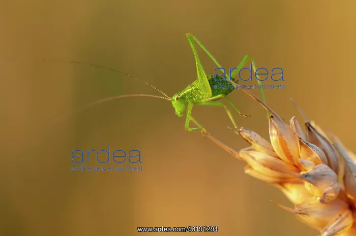 : Great green bush cricket (Tettigonia viridissima) : Great green bush cricket (Tettigonia viridissima)
