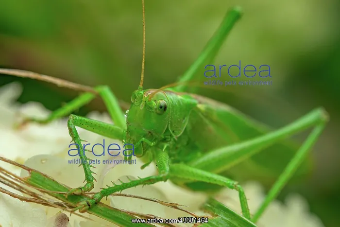 : Great green bush cricket (Tettigonia viridissima) : Great green bush cricket (Tettigonia viridissima)