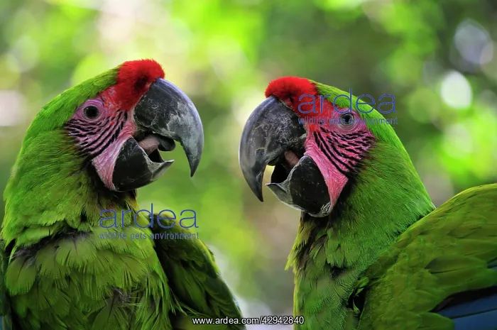 : Great green Macaw : Great green Macaw