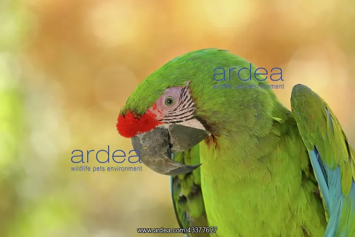 : Great green macaw (Ara ambigua), animal portrait : Great green macaw (Ara ambigua), animal portrait