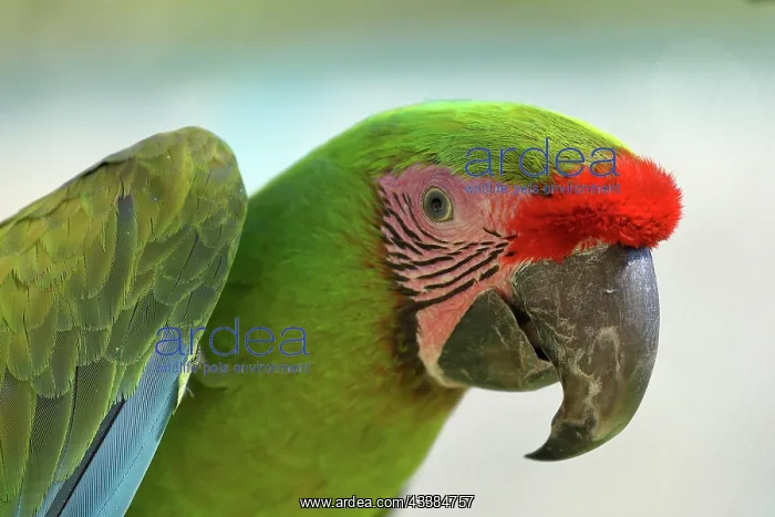 : Great green macaw (Ara ambigua), animal portrait : Great green macaw (Ara ambigua), animal portrait