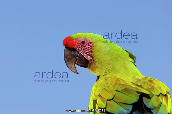 : Great Green Macaw Ara ambiguous Sarapiqui, Costa Rica BI0336 : Great Green Macaw Ara ambiguous Sarapiqui, Costa Rica BI0336