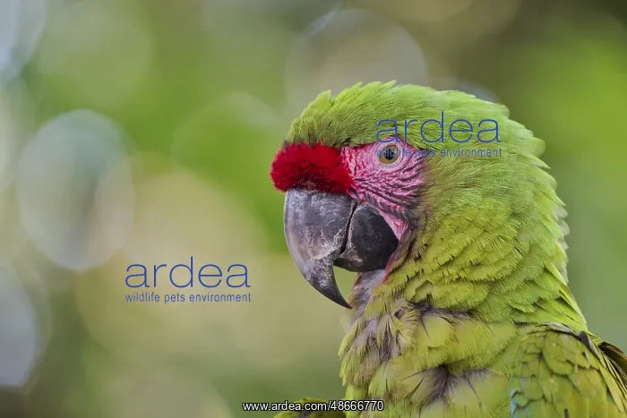 : Great green macaw (Ara ambiguus) Costa Rica : Great green macaw (Ara ambiguus) Costa Rica