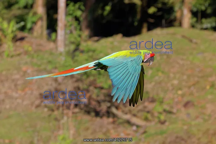 : Great Green Macaw - in flight Ara ambiguous Sarapiqui, Costa : Great Green Macaw - in flight Ara ambiguous Sarapiqui, Costa