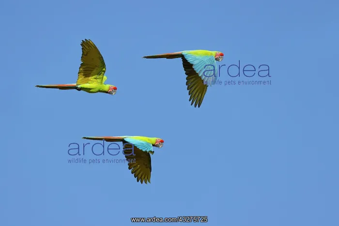 : Great Green Macaw - in flight Ara ambiguous Sarapiqui, Costa : Great Green Macaw - in flight Ara ambiguous Sarapiqui, Costa