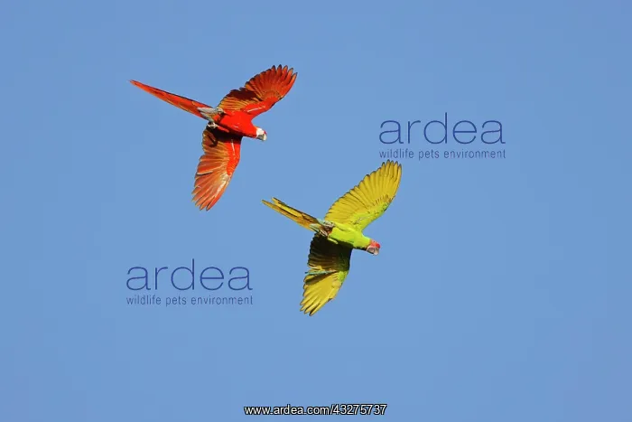 : Great Green Macaw - in flight Ara ambiguous Sarapiqui, Costa : Great Green Macaw - in flight Ara ambiguous Sarapiqui, Costa