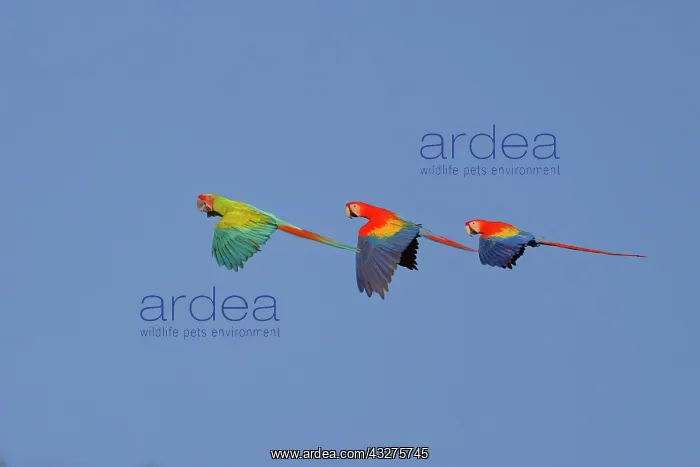 : Great Green Macaw - in flight Ara ambiguous Sarapiqui, Costa : Great Green Macaw - in flight Ara ambiguous Sarapiqui, Costa