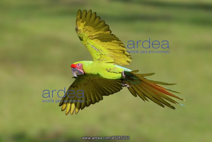  : Great Green Macaw - in flight Ara ambiguous Sarapiqui, Costa