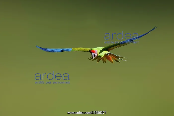 : Great Green Macaw - in flight Ara ambiguous Sarapiqui, Costa : Great Green Macaw - in flight Ara ambiguous Sarapiqui, Costa