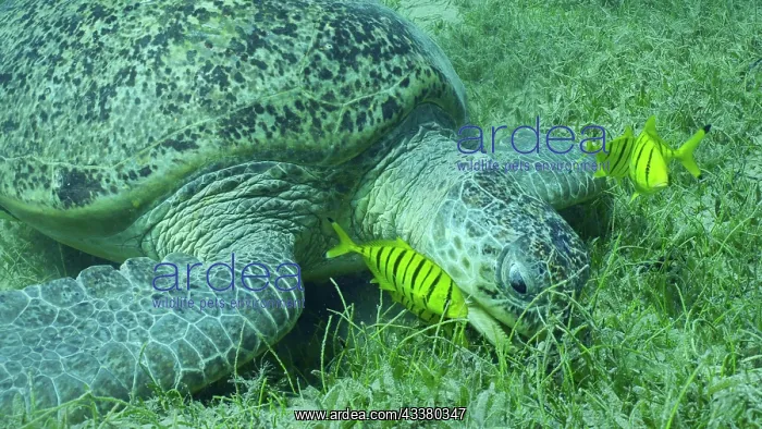 : Great Green Sea Turtle (Chelonia mydas) with group : Great Green Sea Turtle (Chelonia mydas) with group