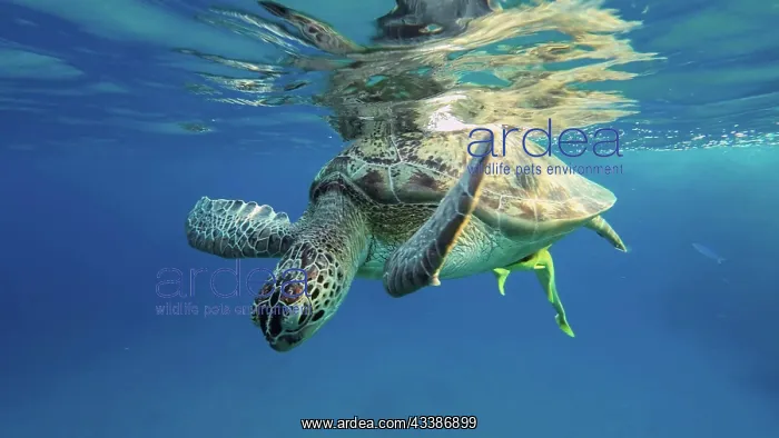 : Great Green Sea Turtle (Chelonia mydas) is resti : Great Green Sea Turtle (Chelonia mydas) is resti