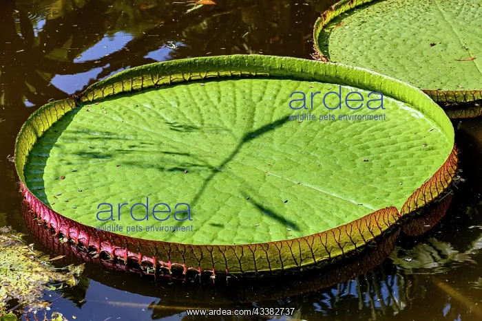 : Great green Victoria Regia floating on the calm : Great green Victoria Regia floating on the calm