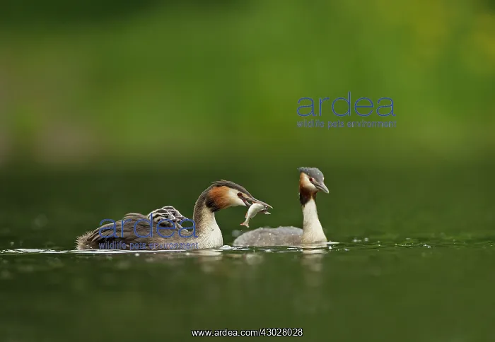 : Great Grested Grebe two chicks nestled in parent's : Great Grested Grebe two chicks nestled in parent's