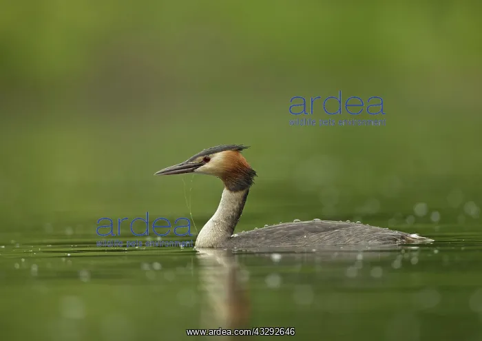 : Great Grested Grebe - June : Great Grested Grebe - June