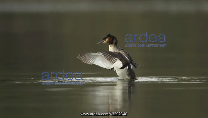 : Great Grested Grebe - shaking and rearranging wing : Great Grested Grebe - shaking and rearranging wing