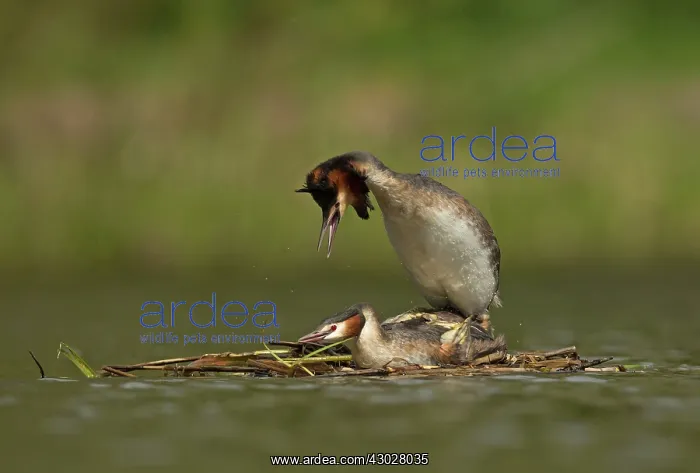 : Great Grested Grebes male and female mating on nest : Great Grested Grebes male and female mating on nest