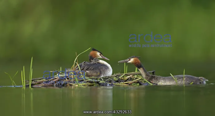 : Great Grested Grebes - parents and chicks at nest : Great Grested Grebes - parents and chicks at nest
