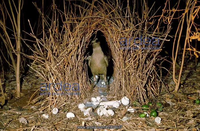 : Great Grey Bowerbird - at bower : Great Grey Bowerbird - at bower