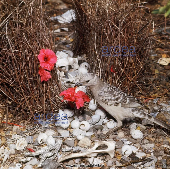 : Great Grey BOWERBIRD - decorating bower with red : Great Grey BOWERBIRD - decorating bower with red
