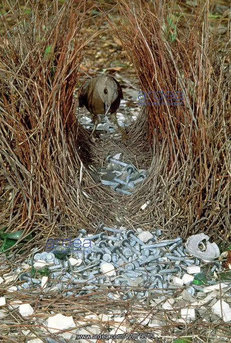 : Great Grey Bowerbird - male re-arranging around bower : Great Grey Bowerbird - male re-arranging around bower