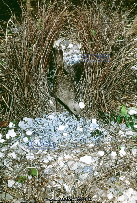  : Great Grey BOWERBIRD - male in twig bower