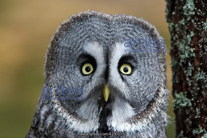  : Great Grey Owl