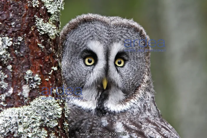  : Great Grey Owl