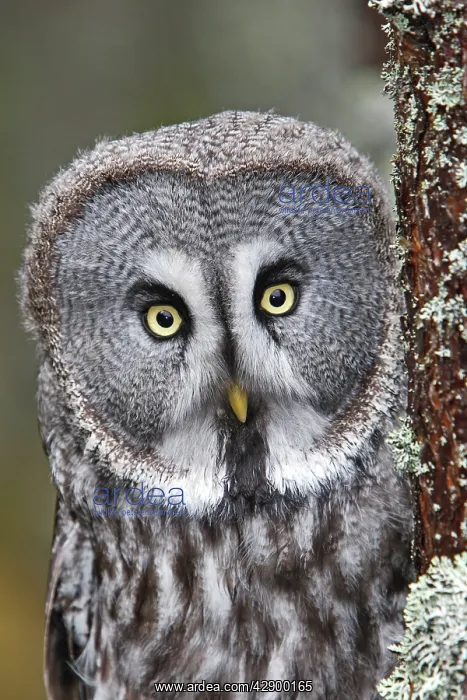  : Great Grey Owl