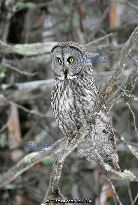 : Great Grey Owl : Great Grey Owl