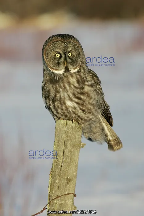 : Great Grey Owl : Great Grey Owl