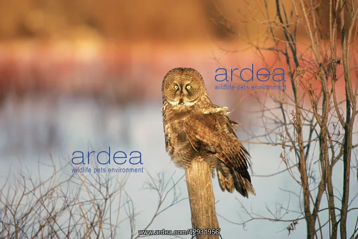 : Great Grey Owl : Great Grey Owl