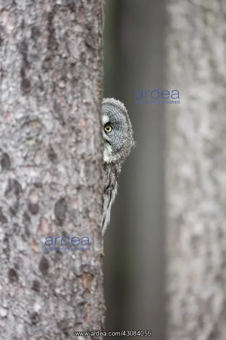 : Great Grey Owl : Great Grey Owl