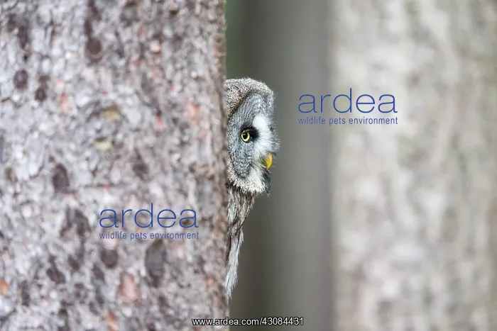 : Great Grey Owl : Great Grey Owl