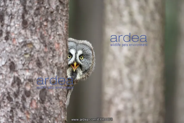 : Great Grey Owl : Great Grey Owl